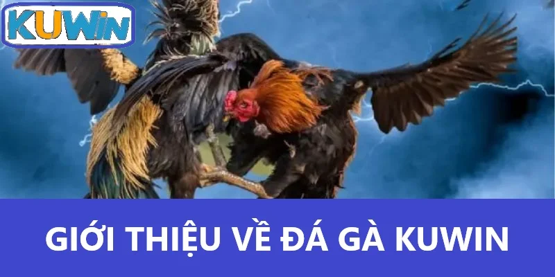 Giới thiệu về đá gà Kuwin